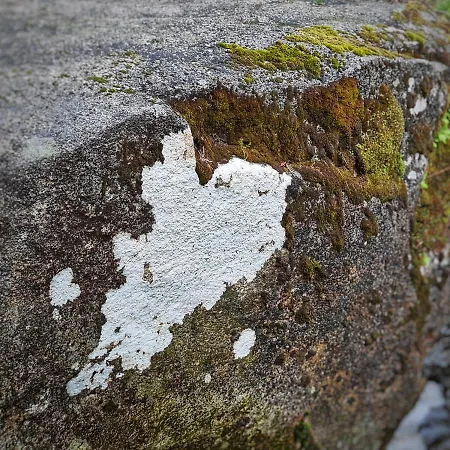 Cardenha Da Bessada