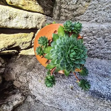 Farm stay Cardenha Da Bessada