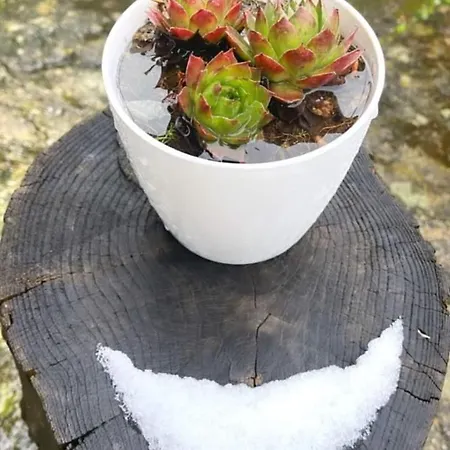 Farm stay Cardenha Da Bessada *