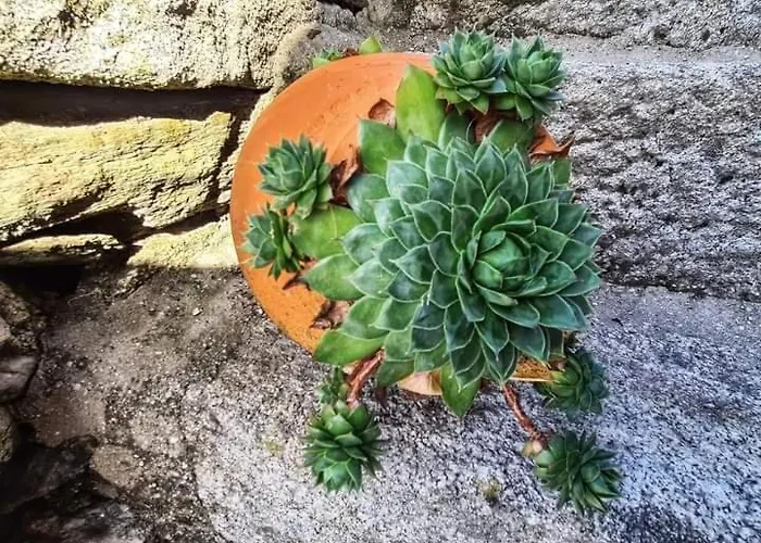 Alloggio per agriturismo Cardenha Da Bessada