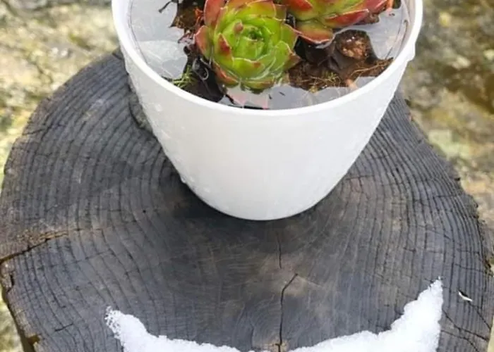 Çiftlik konaklama Cardenha Da Bessada *